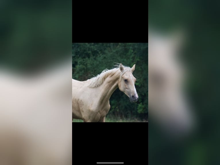 Französisches Reitpony Wallach 1 Jahr 143 cm Palomino in Savigny-sur-Braye