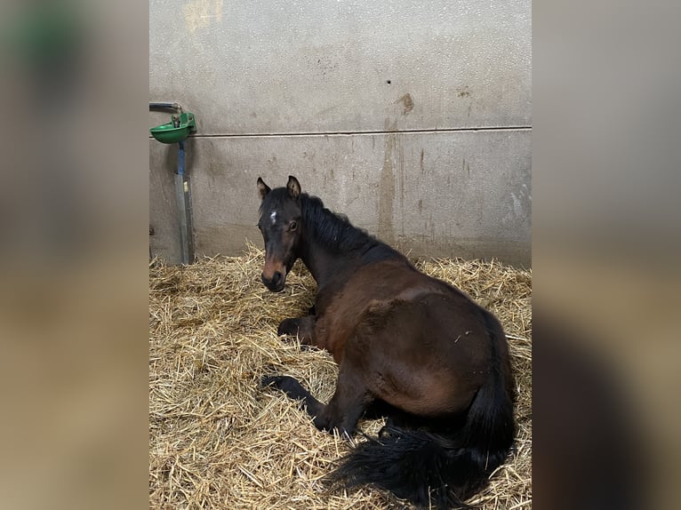 Französisches Reitpony Wallach 1 Jahr Brauner in Bogny-sur-Meuse