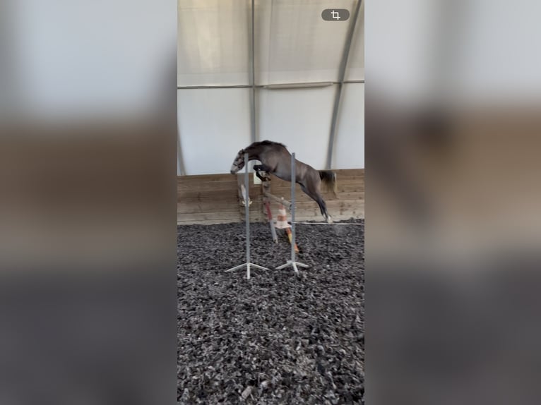 Französisches Reitpony Wallach 3 Jahre 134 cm Schimmel in Mondavezan