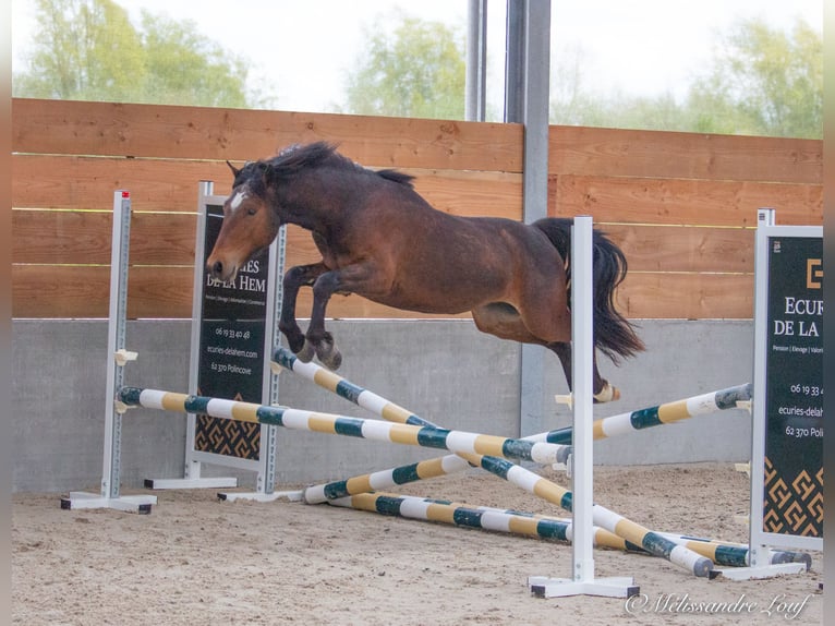 Französisches Reitpony Wallach 3 Jahre 143 cm Brauner in Chauny