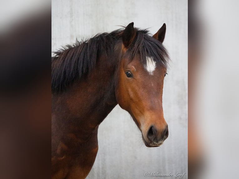 Französisches Reitpony Wallach 3 Jahre 143 cm Brauner in Chauny