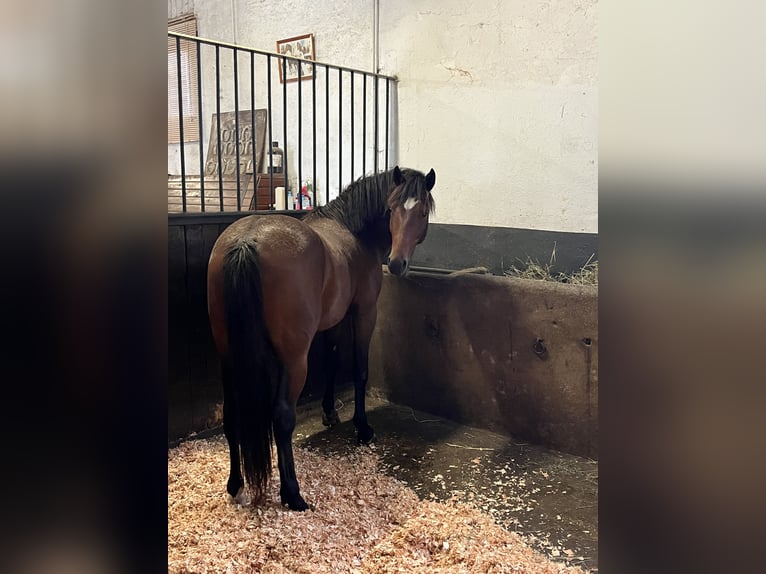 Französisches Reitpony Wallach 3 Jahre 143 cm Brauner in Chauny