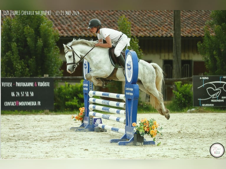 Französisches Reitpony Wallach 4 Jahre 132 cm Schimmel in Bressols