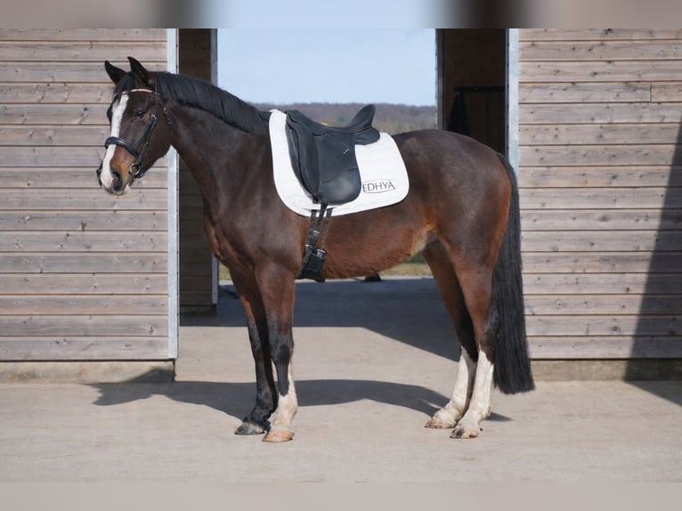 Französisches Reitpony Wallach 4 Jahre 144 cm Dunkelbrauner in Faramans