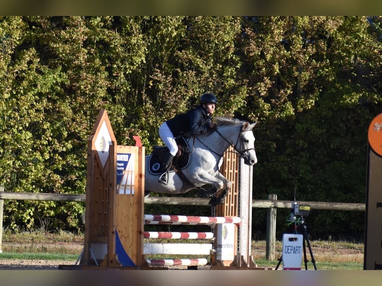 Französisches Reitpony Wallach 4 Jahre 145 cm Schimmel in Treffort-Cuisiat