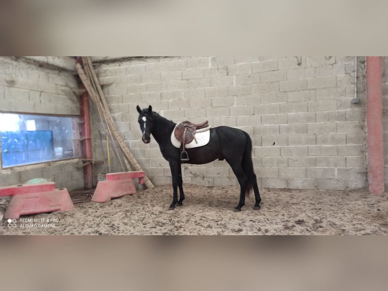 Französisches Reitpony Wallach 4 Jahre 147 cm Schwarzbrauner in Champguyon