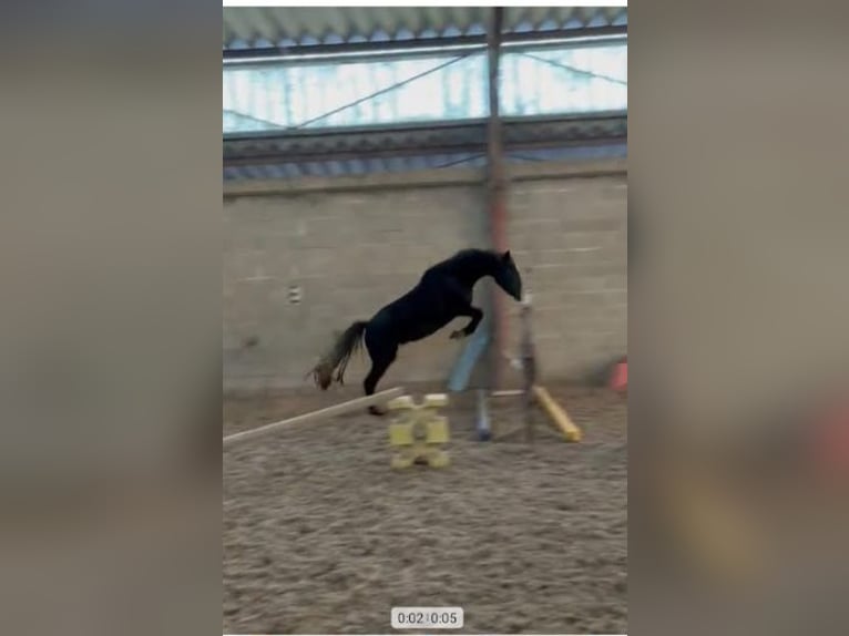 Französisches Reitpony Wallach 4 Jahre 147 cm Schwarzbrauner in Champguyon