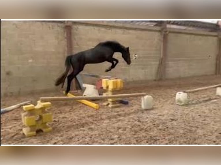 Französisches Reitpony Wallach 4 Jahre 147 cm Schwarzbrauner in Champguyon