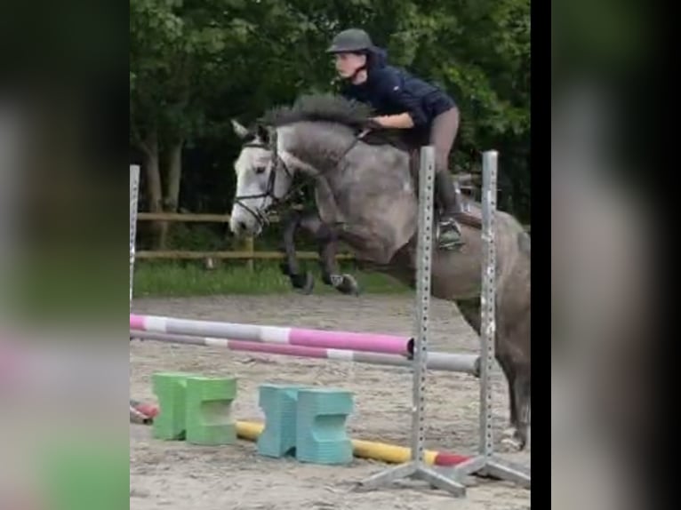 Französisches Reitpony Wallach 4 Jahre 149 cm Schimmel in Plonéour-Lanvern