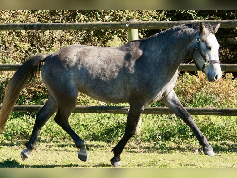Französisches Reitpony Wallach 4 Jahre 149 cm Schimmel in Plonéour-Lanvern
