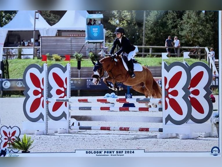 Französisches Reitpony Wallach 5 Jahre 137 cm Fuchs in Bénouville