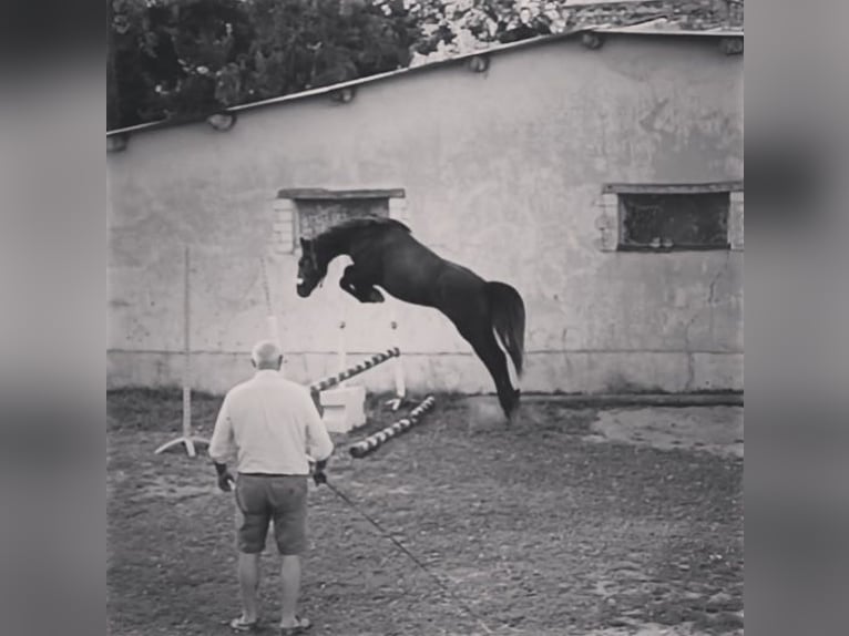 Französisches Reitpony Wallach 5 Jahre 147 cm Schimmel in saint martin du bois. Segre