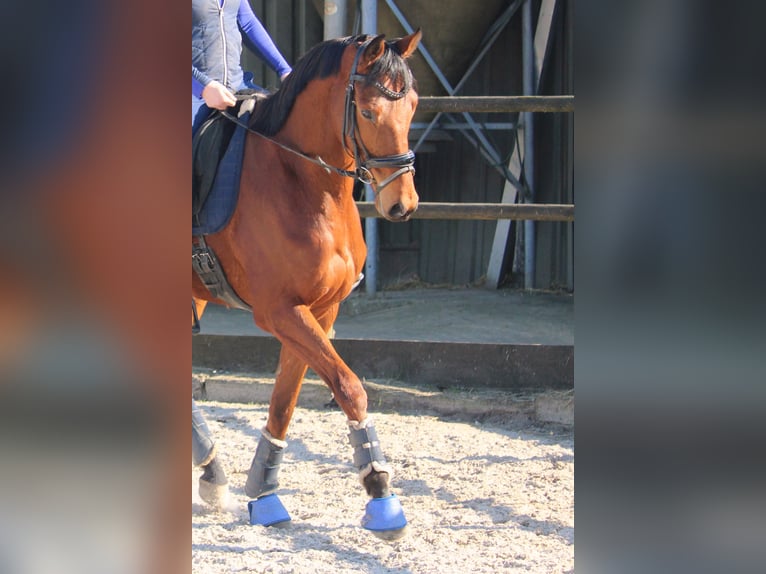 Französisches Reitpony Wallach 5 Jahre 165 cm Brauner in Wijk en Aalburg