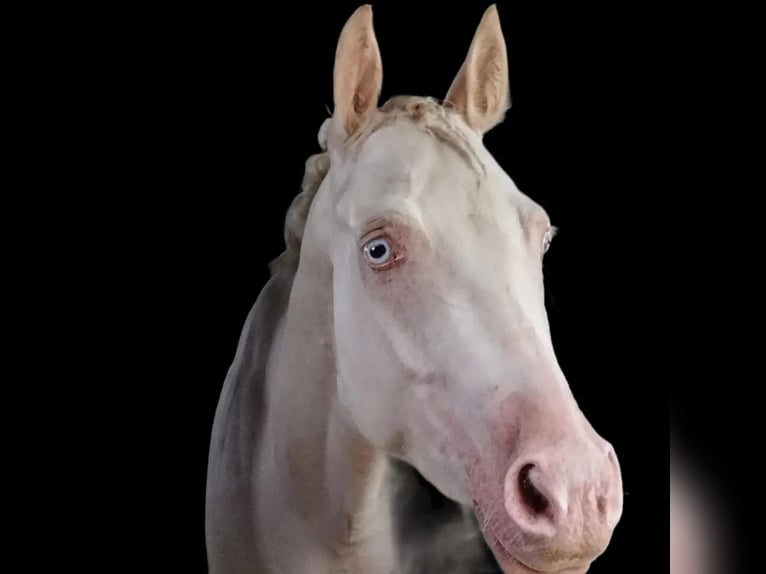 Französisches Reitpony Wallach 6 Jahre 147 cm Cremello in Lohmar