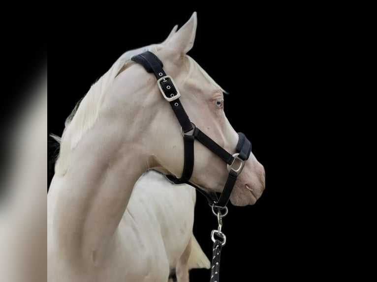 Französisches Reitpony Wallach 6 Jahre 147 cm Cremello in Lohmar