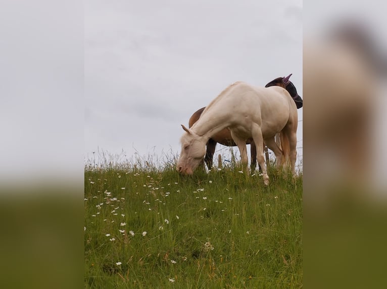 Französisches Reitpony Wallach 6 Jahre 147 cm Cremello in Lohmar