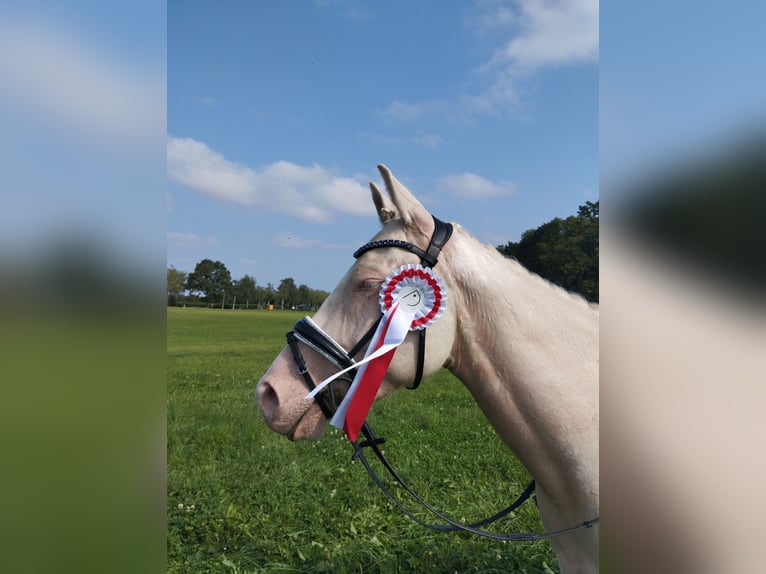 Französisches Reitpony Wallach 6 Jahre 147 cm Cremello in Lohmar
