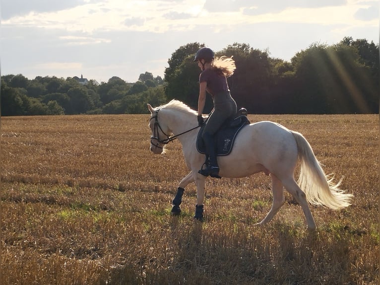 Französisches Reitpony Wallach 6 Jahre 147 cm Cremello in Lohmar