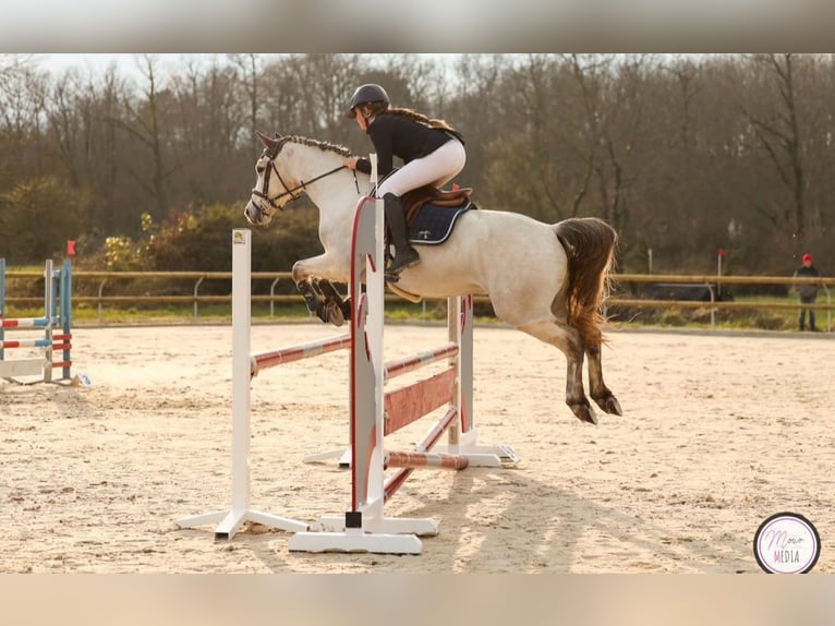 Französisches Reitpony Wallach 6 Jahre 147 cm  in Épineuil-le-Fleuriel