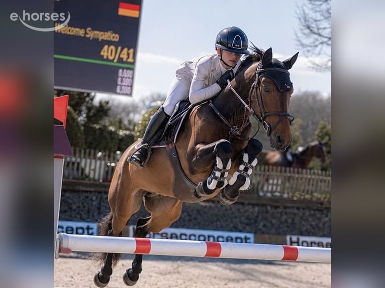 Französisches Reitpony Wallach 6 Jahre 148 cm Dunkelbrauner in Wipperfürth
