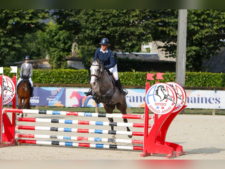Französisches Reitpony Wallach 6 Jahre 149 cm Schimmel in La garnache
