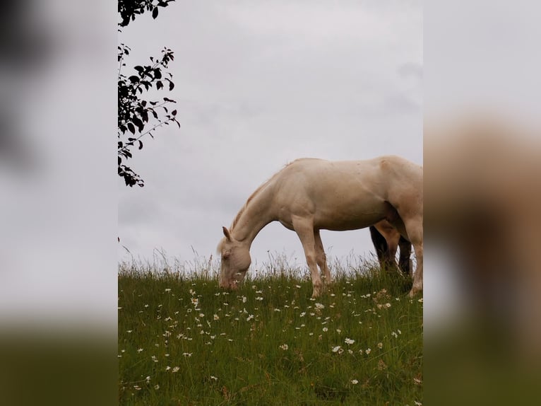 Französisches Reitpony Wallach 6 Jahre Cremello in Lohmar