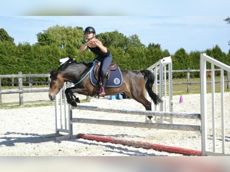 Französisches Reitpony Wallach 7 Jahre 129 cm Schwarzbrauner in Fenain