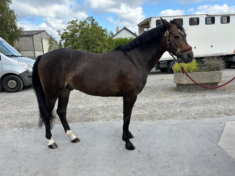 Französisches Reitpony Wallach 7 Jahre 129 cm Schwarzbrauner in Fenain
