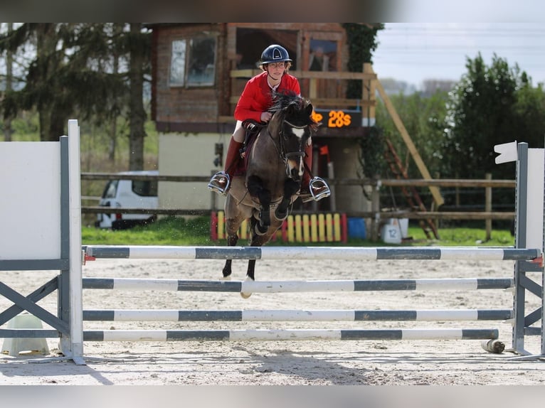 Französisches Reitpony Wallach 7 Jahre 129 cm Schwarzbrauner in Fenain