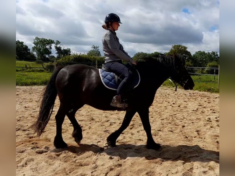 Französisches Reitpony Wallach 7 Jahre 145 cm Rappe in AMAILLOUX