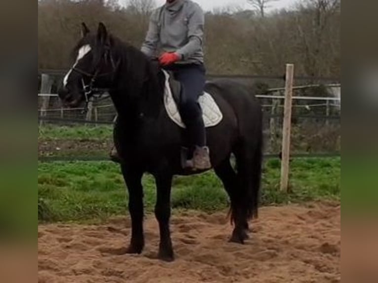 Französisches Reitpony Wallach 7 Jahre 145 cm Rappe in AMAILLOUX