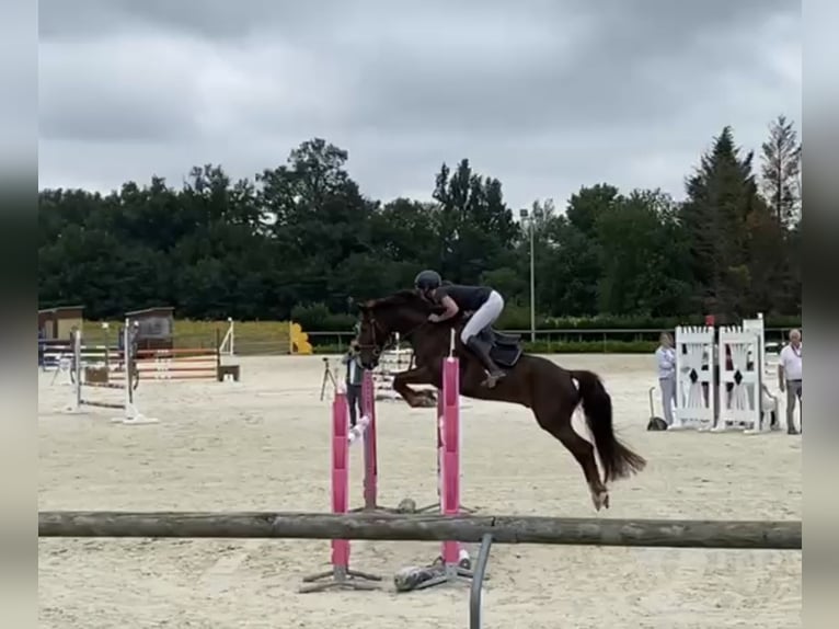 Französisches Reitpony Wallach 8 Jahre 147 cm Dunkelfuchs in Montauban
