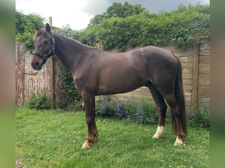 Französisches Reitpony Wallach 8 Jahre 147 cm Dunkelfuchs in Montauban