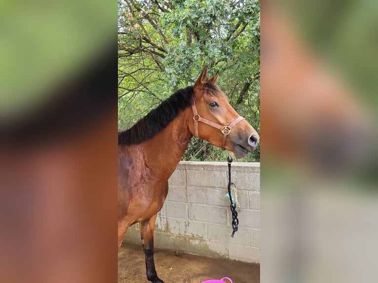 Französisches Reitpony Wallach 8 Jahre 160 cm Brauner in Écouflant