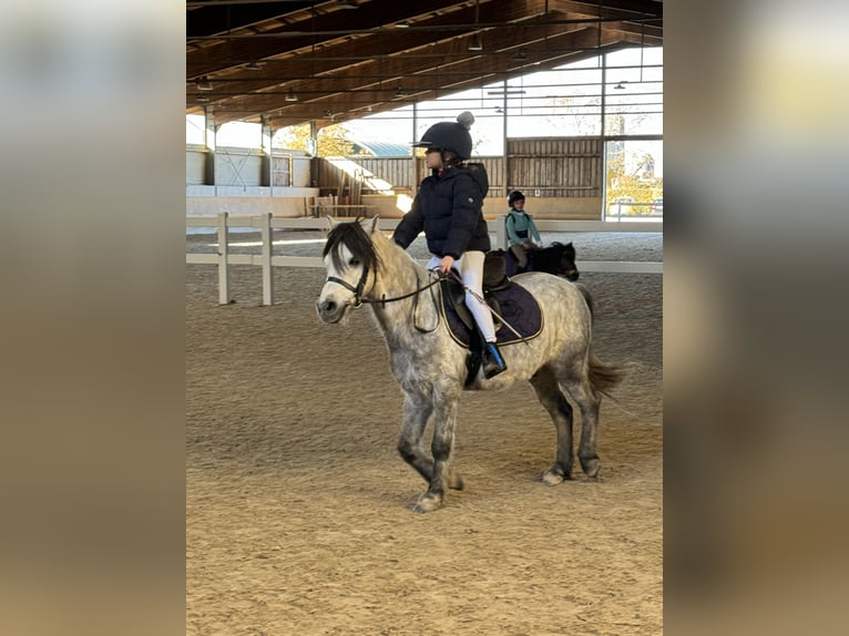 Französisches Reitpony Mix Wallach 9 Jahre 120 cm Schimmel in Isola Della Scala