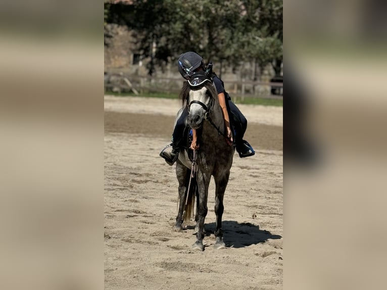 Französisches Reitpony Mix Wallach 9 Jahre 120 cm Schimmel in Isola Della Scala