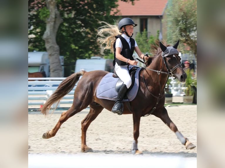 Französisches Reitpony Wallach 9 Jahre 133 cm Dunkelfuchs in Villeneuve les cerfs