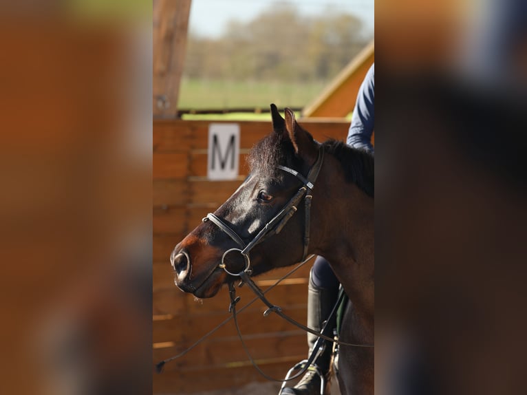 Französisches Reitpony Wallach 9 Jahre 147 cm Dunkelbrauner in Suc&#xE9;-sur-Erdre