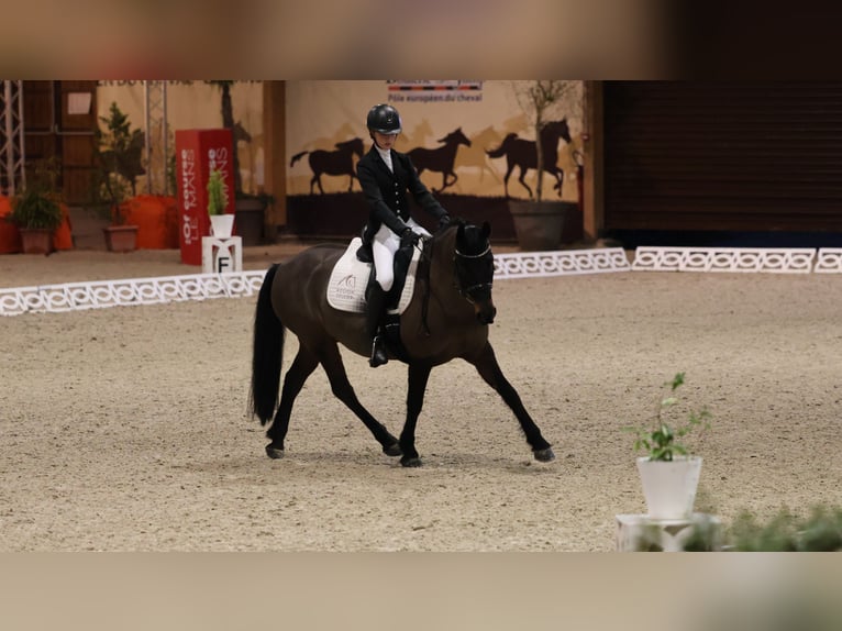 Französisches Reitpony Wallach 9 Jahre 147 cm Dunkelbrauner in Suc&#xE9;-sur-Erdre