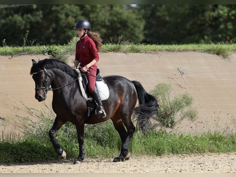 Französisches Reitpony Wallach 9 Jahre 147 cm Dunkelbrauner in Suc&#xE9;-sur-Erdre