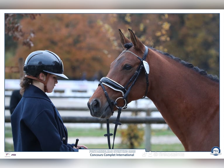 Französisches Reitpony Wallach 9 Jahre 148 cm Brauner in Maisons-Laffitte