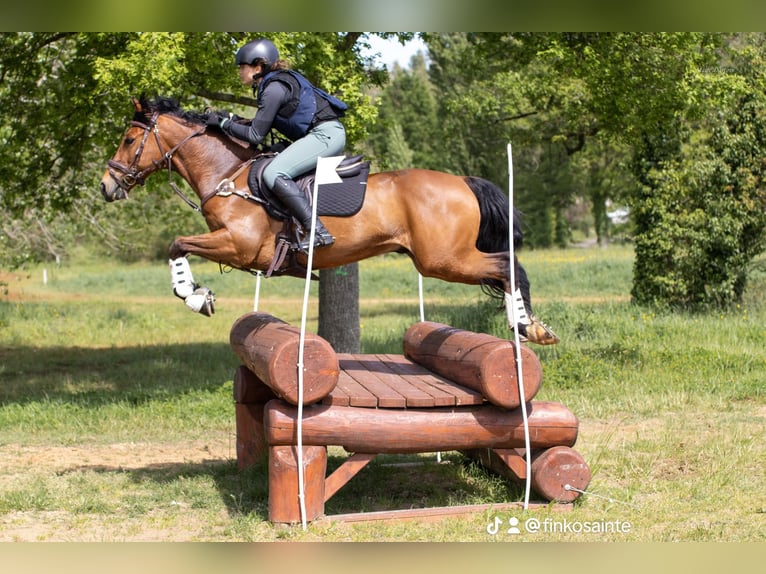 Französisches Reitpony Wallach 9 Jahre 148 cm Brauner in Maisons-Laffitte