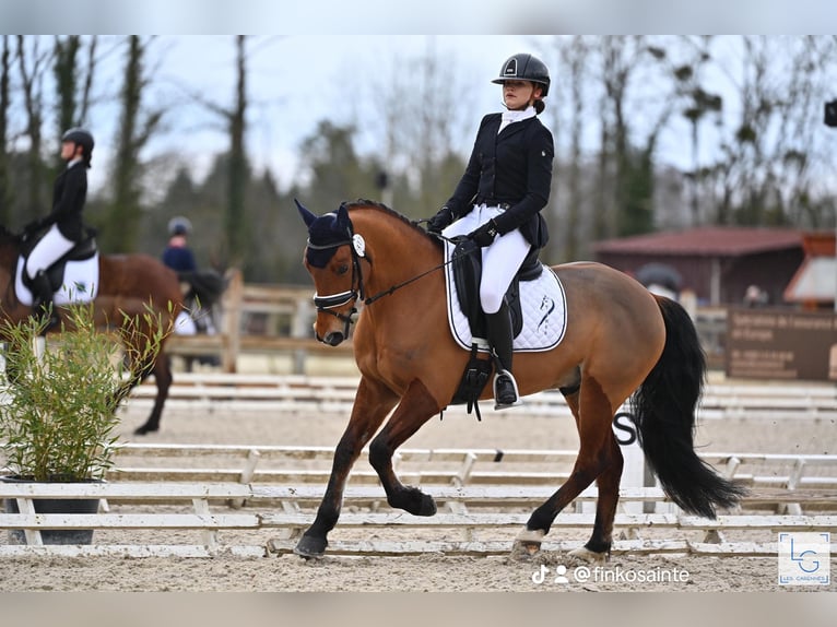 Französisches Reitpony Wallach 9 Jahre 148 cm Brauner in Maisons-Laffitte