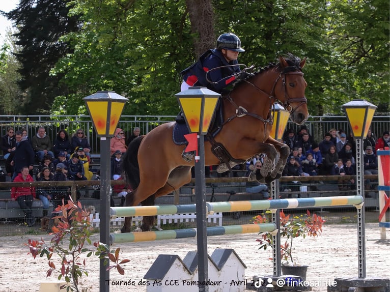 Französisches Reitpony Wallach 9 Jahre 148 cm Brauner in Maisons-Laffitte