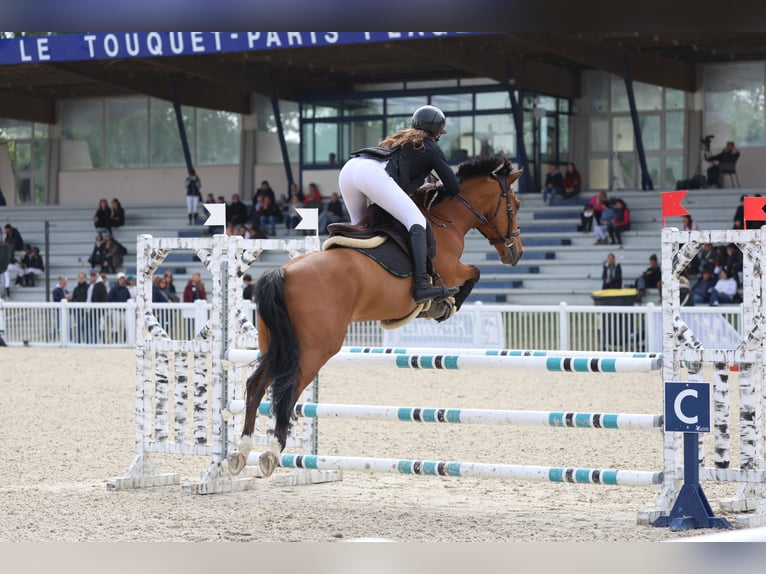 Französisches Reitpony Wallach 9 Jahre 149 cm Brauner in Bagneux