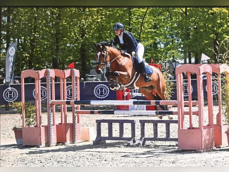 Französisches Reitpony Wallach 9 Jahre 149 cm Brauner in Bagneux