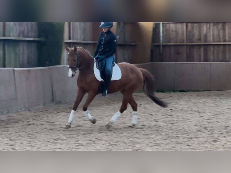 Französisches Reitpony Wallach 9 Jahre 149 cm Fuchs in Les mées