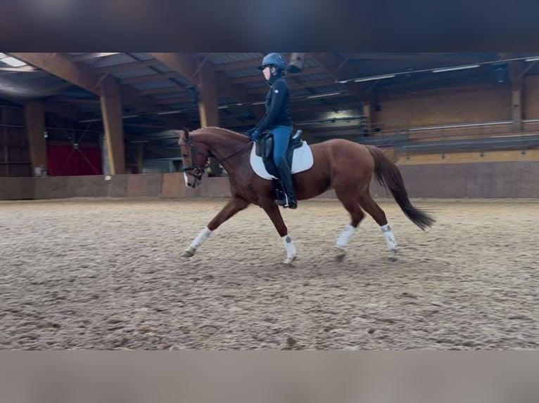 Französisches Reitpony Wallach 9 Jahre 149 cm Fuchs in Les mées