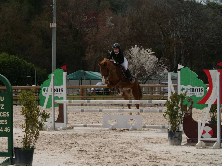 Französisches Reitpony Wallach 9 Jahre 149 cm Fuchs in Les mées