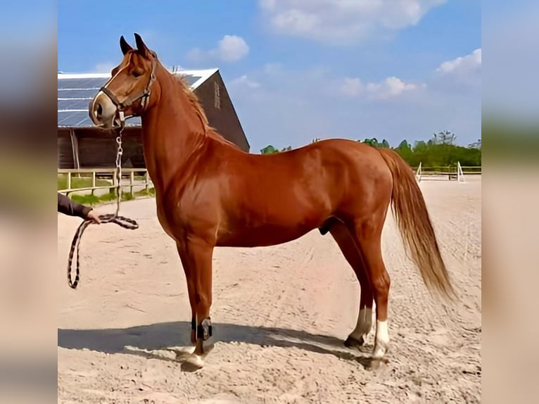 Französisches Reitpony Wallach 9 Jahre 149 cm Fuchs in Maisons-Laffitte